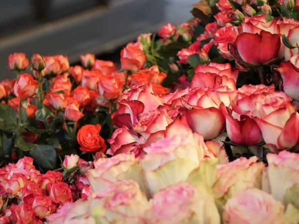 神戸市の花屋咲桜の赤い生花
